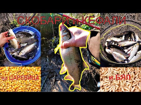 Видео: РИБОЛОВ 🎣  на КЕФАЛ 🐟 и СКОБАР 🐟 с ПЛУВКА и болонеза 07 - на бял червей и царевица