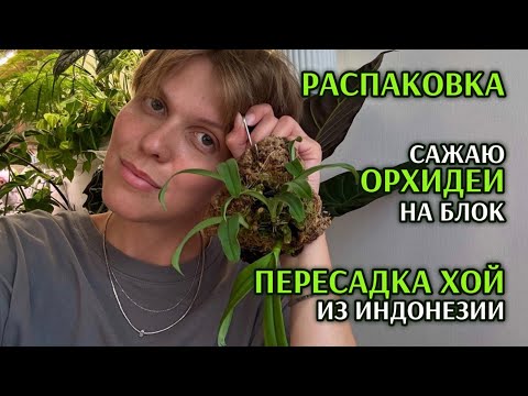 Видео: ВЛОГ | Как ПОСАДИТЬ миниатюрную ОРХИДЕЮ НА БЛОК? |Что с ХОЙЯМИ из ИНДОНЕЗИИ?
