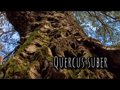 Видео: В поисках Quercus suber. ПРОБКОВОЕ ДЕРЕВО.  СОЧИ