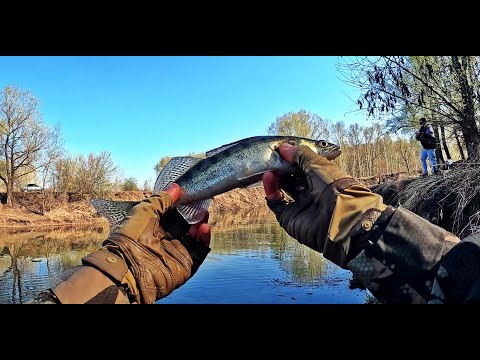 Видео: Оторвался по окуню! Ультралайт на малой реке. Микроджиг 2023