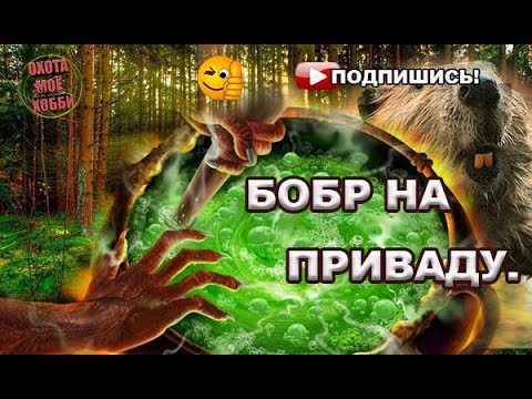 Видео: Ловля бобра на "зелье" КП-250,320. Hunting for beaver.