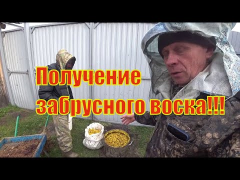 Видео: КАК МЫ ТОПИМ ВОСК ИЗ ЗАБРУСА, ПЧЁЛЫ АТАКОВАЛИ