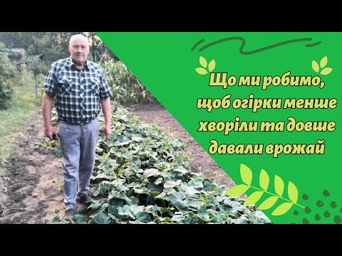 Видео: Що ми робимо, щоб огірки менше хворіли та довше давали врожай