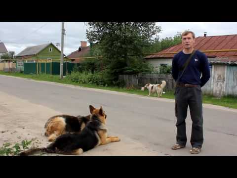 Видео: Собака друг человека , а дрессировщик друг собак!