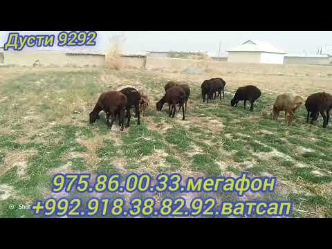 Видео: 31 октября 2025 г.