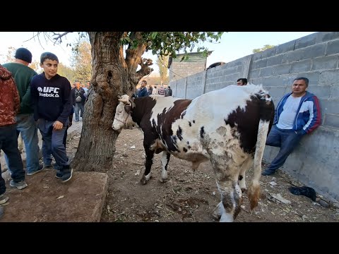 Видео:  Молбозори 2юм минтақа 24 10 25г