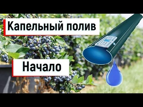 Видео: Капельный полив для голубики #дача#сад#огород