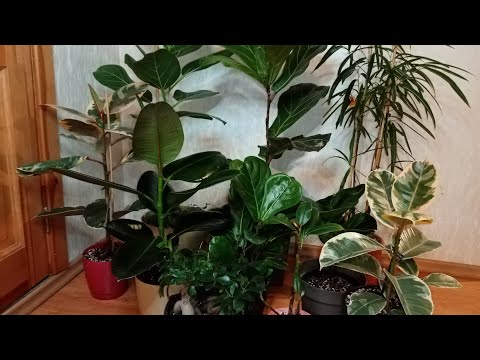 Видео: фикусы. обзор коллекции.