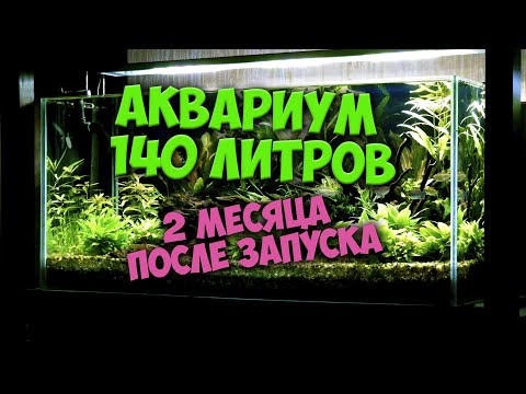 Видео: Как же он преобразился! Аквариум 140 литров 2 месяца после запуска.