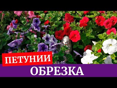 Видео: Как обрезать петунии? Зачем обрезать петунии?