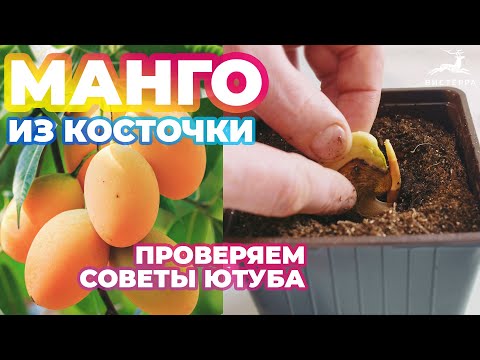 Видео: МАНГО ИЗ КОСТОЧКИ В ДОМАШНИХ УСЛОВИЯХ | КАК ВЫРАСТИТЬ МАНГО ИЗ КОСТОЧКИ