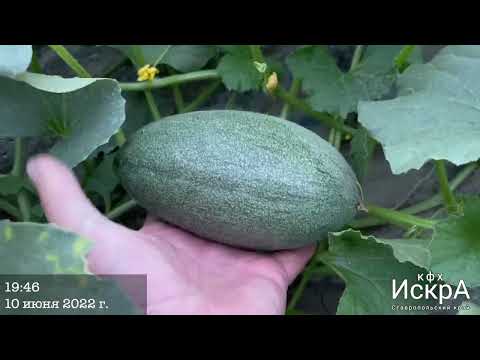 Видео: Дыня Мазин. Период развития с 1.04 по 10.06.22