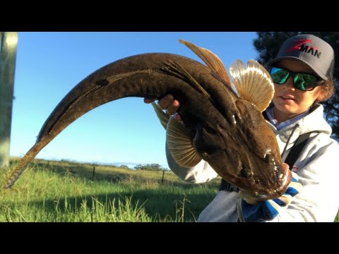 Видео: Маленький ручей, БОЛЬШАЯ рыба!