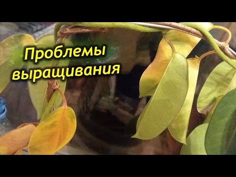 Видео: Желтеют   и опадают листья у хойи. Чем болеет хойя и как лечить растение!