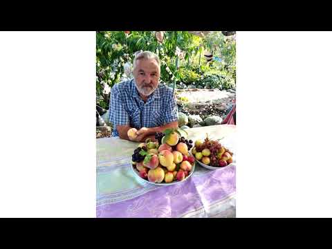 Видео: Рекомендованные сорта фруктовых деревьев для Приморского края (часть 2)