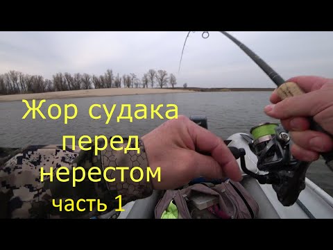 Видео: Жор судака перед нерестом в Ахтубе