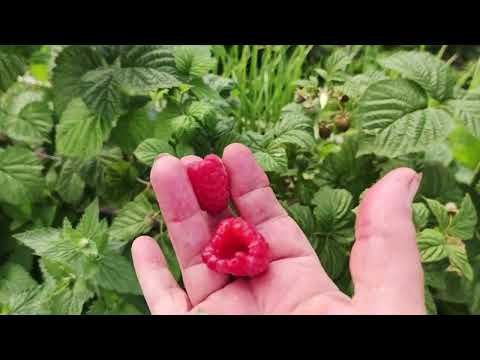 Видео: 7 июля. Малина Мария и Соколица