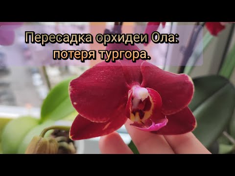 Видео: Пересадка орхидеи Ола: потеря тургора#обзор#2025#plants#flowers#original 