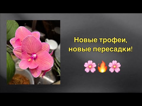 Видео: Горшки с фитильным поливом Lechuza!
