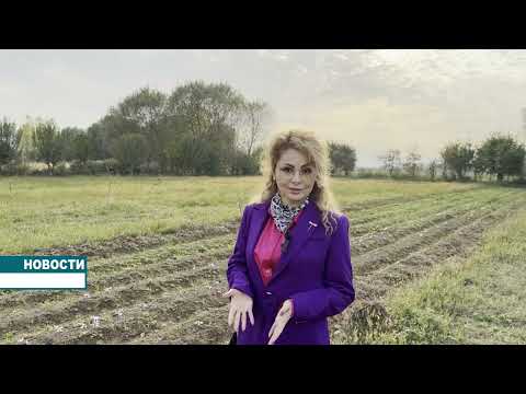 Видео: Таджикский шафран