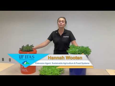 Видео: Гидропонный салат Ханна Вутен