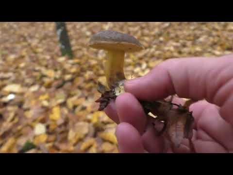 Видео: 😉 Лес о нас Заботится и Выращивает нам Грибы🌲 Как правильно готовить Грибы !?