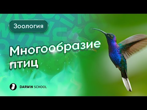 Видео: Тема №4: Отряды птиц