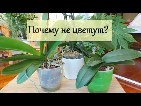 Видео: ВАЖНО! Орхидеи ТУГОДУМЫ или УМНЫЕ растения?! Почему же они не ЦВЕТУТ?