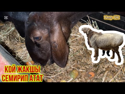 Видео: Койлор Жакшы Семирип атат😎😎😎