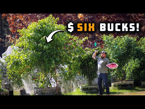 Видео: Как выращивать перец в клетках для получения максимального урожая ДЕШЕВО!