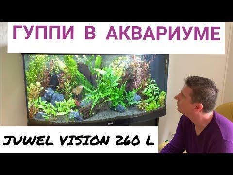 Видео: Гуппи в аквариуме. Одна из самых красивых рыбок. Аквариум Juwel vision 260 л. Выпуск 11.