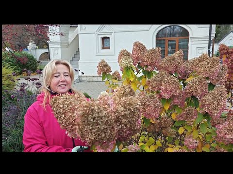 Видео: Как правильно обрЕзать метельчатую гортензию в зиму для пышного цветения на будущий год?