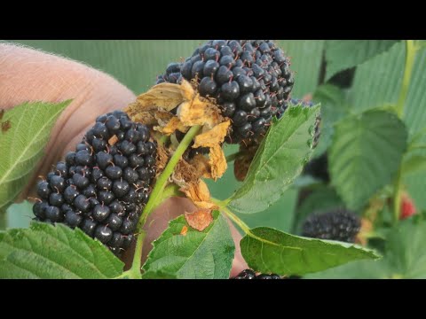 Видео: Ежевика Блэк Джем Великий Новгород