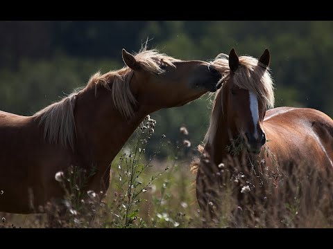 Видео: ФОТО ЛОШАДЕЙ // ФОТО КОНЕЙ (релакс)