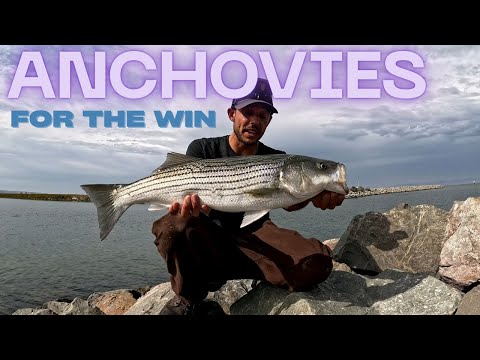 Видео: Ловля крупного полосатого окуня на анчоусы и свимбейты | Рыбалка в заливе Сан-Франциско
