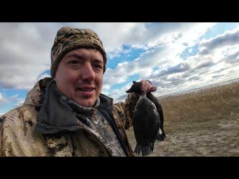 Видео: Конец сезона, есть ли еще утка в ноябре?