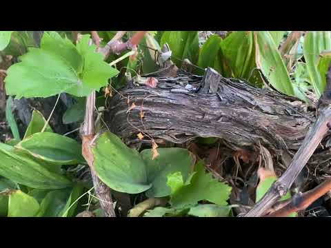 Видео: Можно ли прививать на неспециализированные подвои винограда. Устойчивость Молдовы к филлоксере