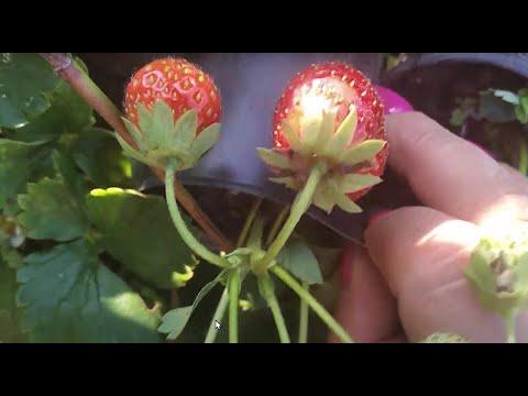 Видео: Саджанці стакан сортів НСД 🍓🍓🍓 #нейтрали #саджанці #полуниця #суниця #ягода #вирощування #дача 🇺🇦 