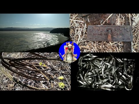 Видео: Медь, монеты, рыба. Сахалин.