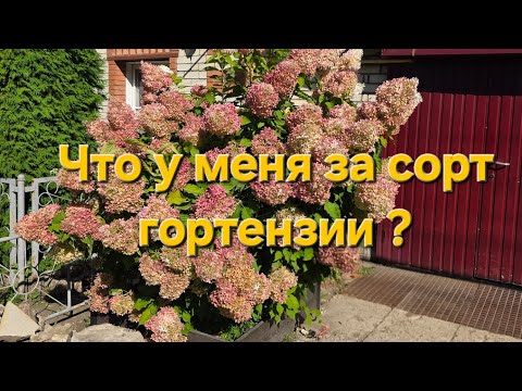 Видео: Пробуем определить сорт гортензии.
