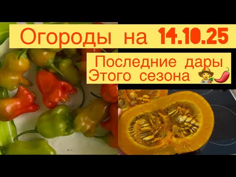 Видео: ОГОРОДЫ В ШВЕЙЦАРИИ 14.10.25 👩‍🌾 🌶️🍅🎃 ОСТРЫЙ ПЕРЕЦ КОЛОКОЛЬЧИК!!!