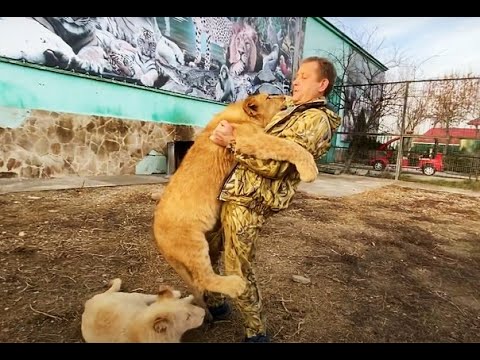 Видео: ИГРЫ СО ЛЬВАМИ ! "Папа ,возьми меня на ручки !"