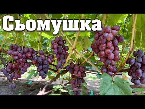 Видео: Сьомушка - неукривна гібридна форма винограду. Відкриття 2023 року