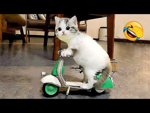 Видео: Уморительные кошки и собаки заставят вас смеяться до слёз 😂