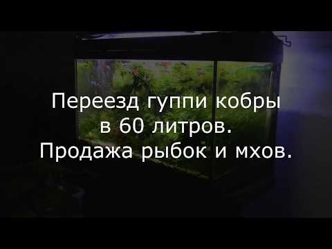 Видео: ГУППИ кобра филлигрань. Переезд в  АКВАРИУМ 60 литров. 2 часть