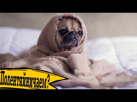 Видео: Это самый легкий способ ОТ ЛЕНИ!