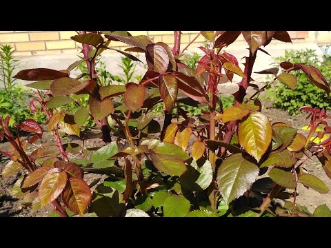 Видео: Как и зачем вырастить розу за лето.