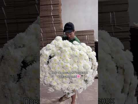 Видео: Ты посадил хризантему на продажу и вот что из этого вышло #хризантема #флорист #цветочный #flowers