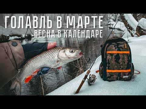 Видео: ГОЛАВЛЬ В МАРТЕ! Крупнее приманки = КРУПНЕЕ РЫБЫ? Рыбалка с TENRYU Rayz 632S-L