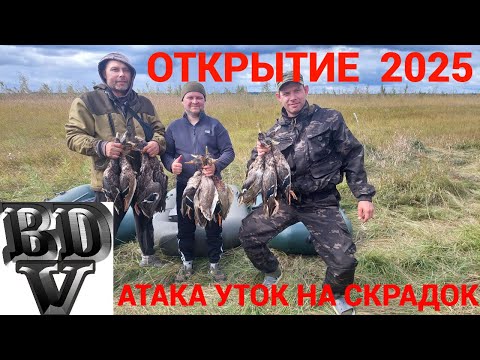 Видео: Открытие 2025 Утиная атака на скрадок!!!